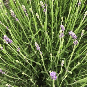 Lavender Farm