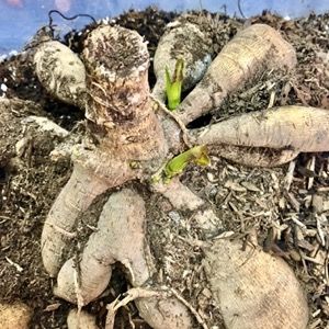 propagating plants