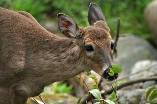 Deer and rabbit deterrent