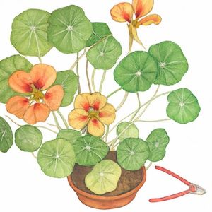 nasturtium benefits in the garden