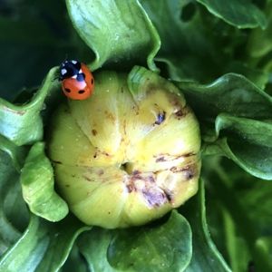 List of Beneficials