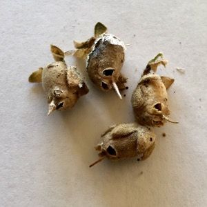 snapdragon seeds