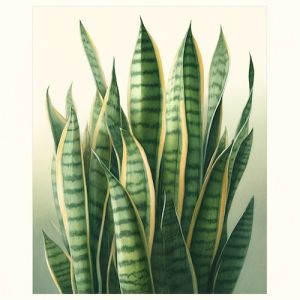 snake plant grow guide
