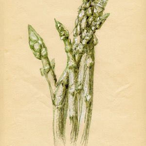 how to grow asparagus