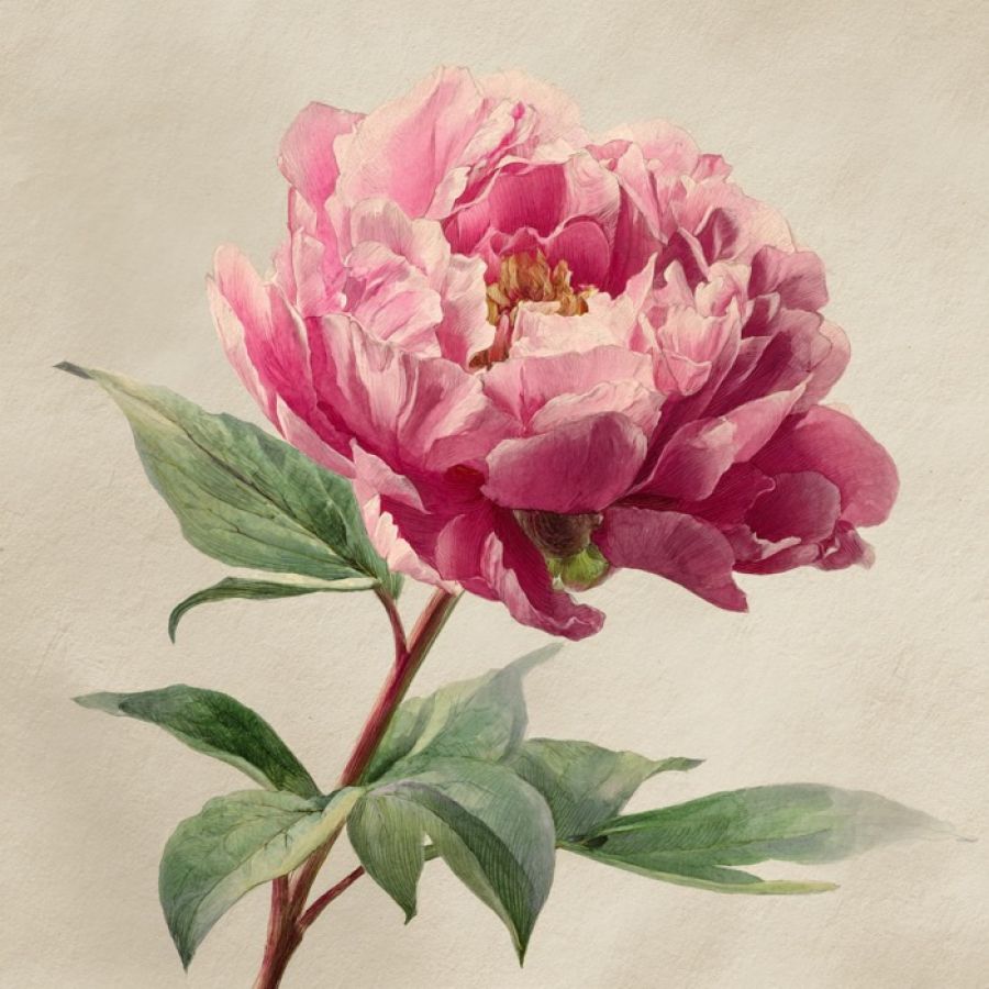 transplanting peonies