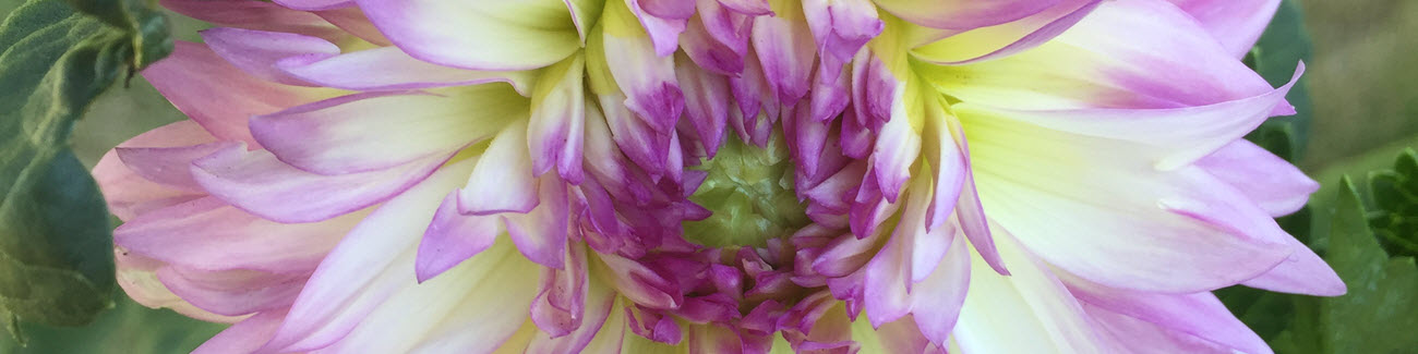 Dahlias