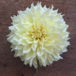 Dinner plate dahlia