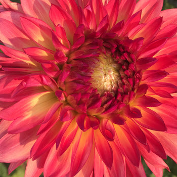 All about dahlia flowers
