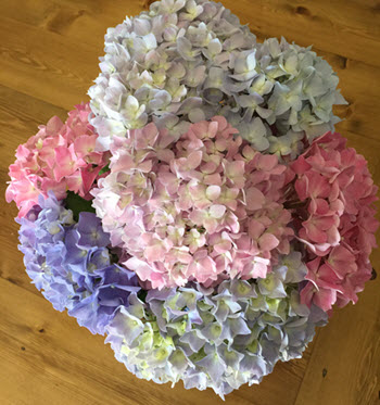 hydrangea flower information