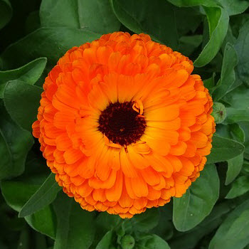 Calendula Pot Marigold