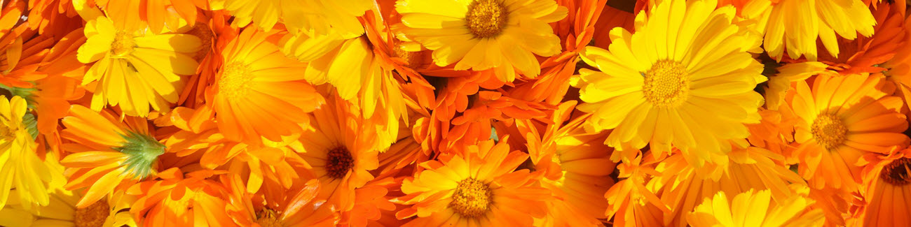 Calendula