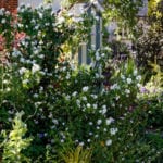 Cottage Garden Design Attributes