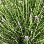 Lavender Farm