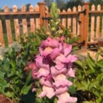 Harvesting and collecting snapdragon seeds