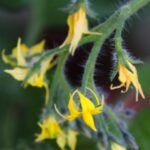 why are my tomato flowers falling off