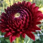 how to start a garden
