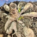 propagating plants