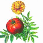 edible companion plant table