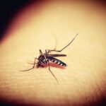 plants to repell pests