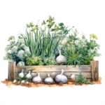 how to plant and grow garlic