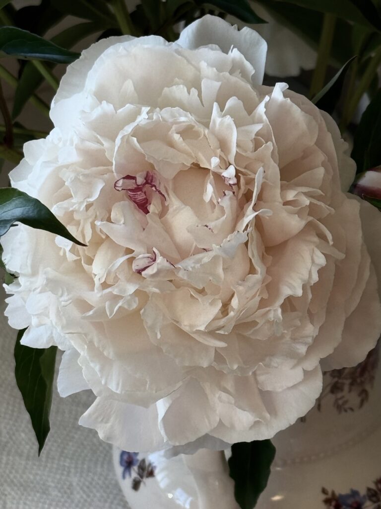 best mothers day flower