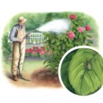 organic aphid control