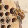 Attracting and Keeping Native Beneficial Bees to Your Garden