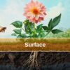 The Surface Layer – Where Your Garden Meets the World