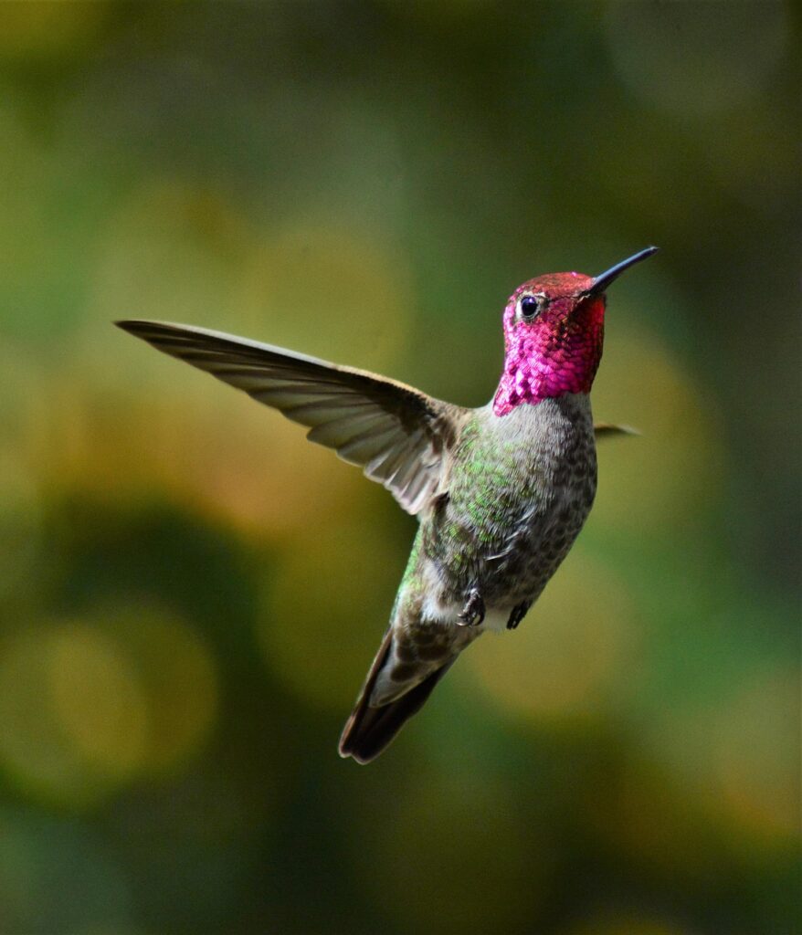 how to attract hummingbirds to the garden