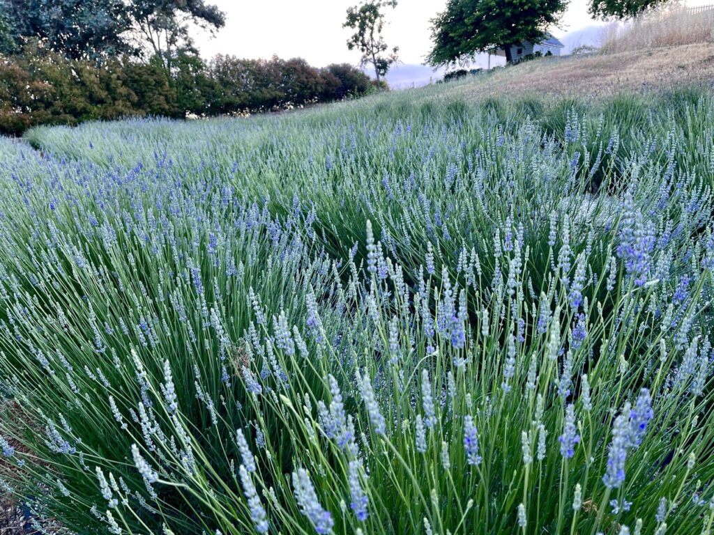 Lavender growing
