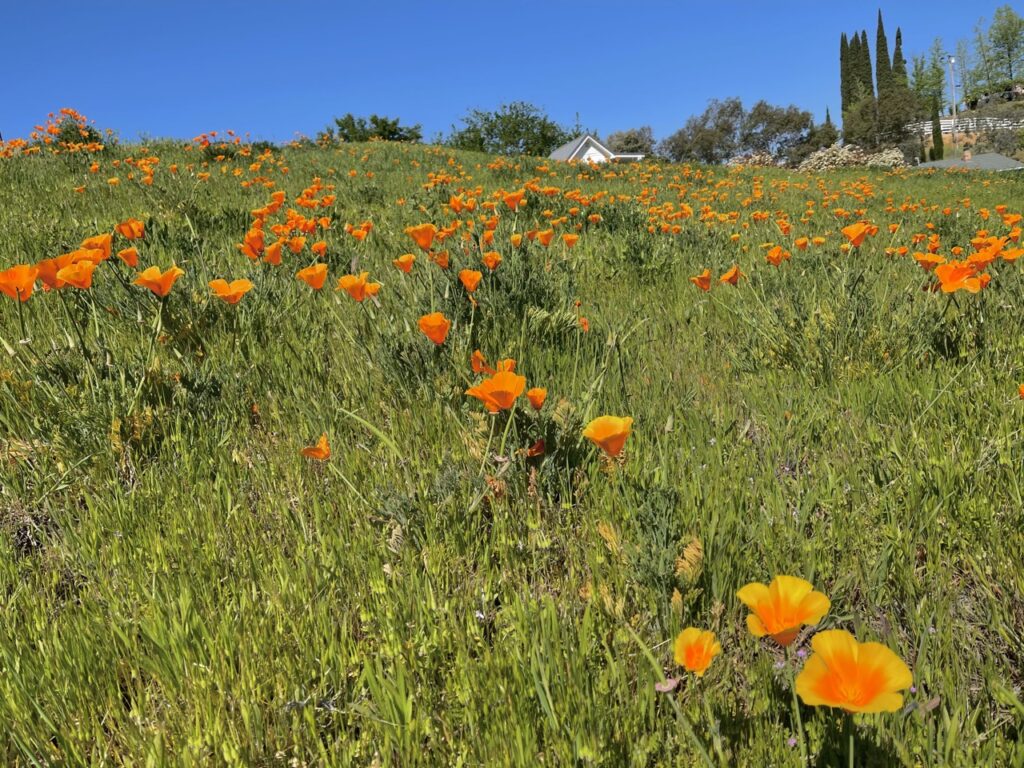 poppies are a great no maintenance option