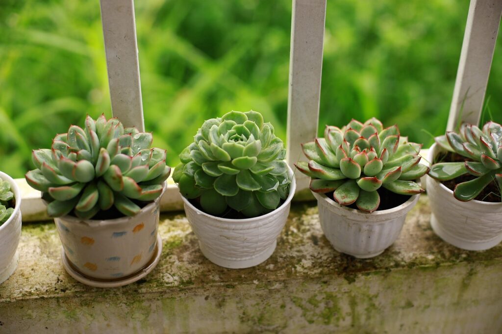 best soil for succulents