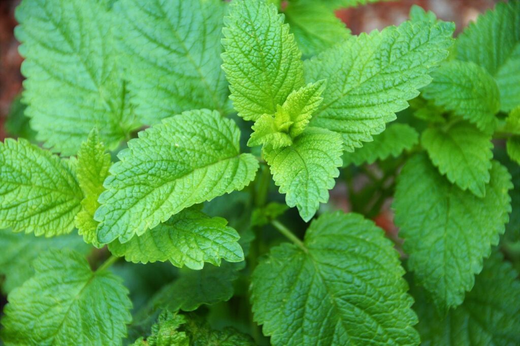 lemon balm gowing guide