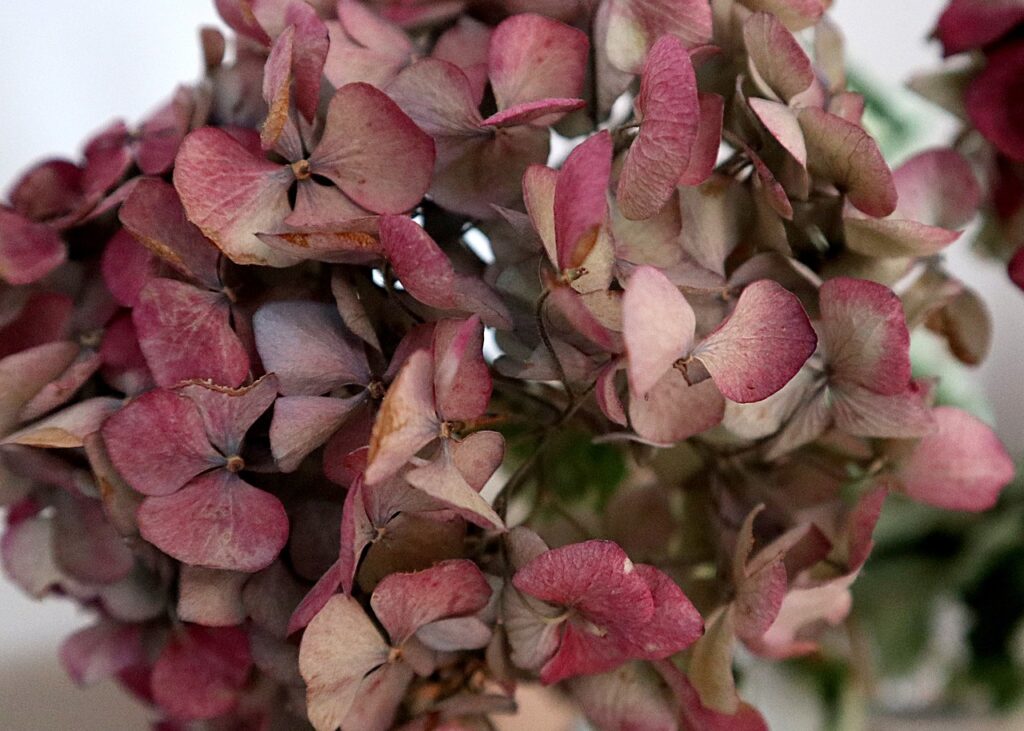 best flowers to dry