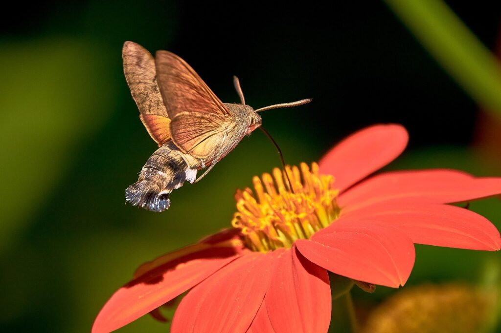 moths pollinate at night