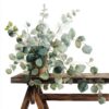 How to Grow a Silver Dollar Tree