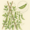 How to Grow Peas: The Ultimate Beginner’s Guide for Sweet, Crisp Harvests