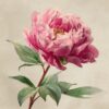 When and How to Dig Up Peonies – A Step-by-Step Guide for Vibrant Blooms