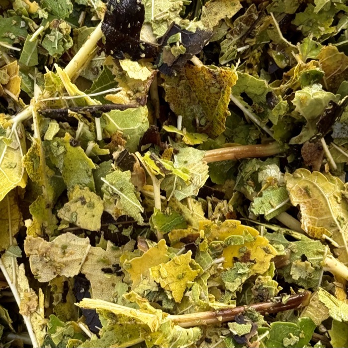 Turn Fall Leaves into Garden Gold 🍂 | The Simple Trick Every Gardener Should Know