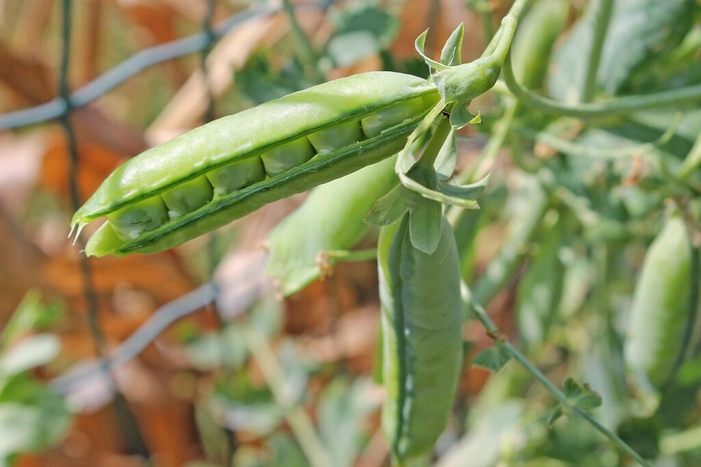how to grow peas