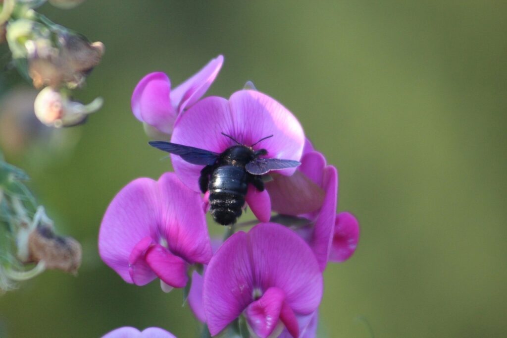 sweet pea