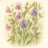 Sweet Peas Growing Guide
