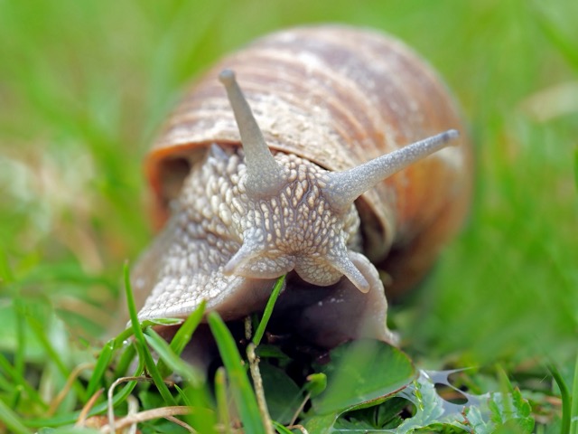 natural snail control