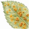 Rust Fungus on Plants – Identification, Prevention & Treatment Guide
