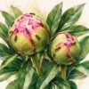 Peony Problems? 15 Common Issues and Proven Fixes