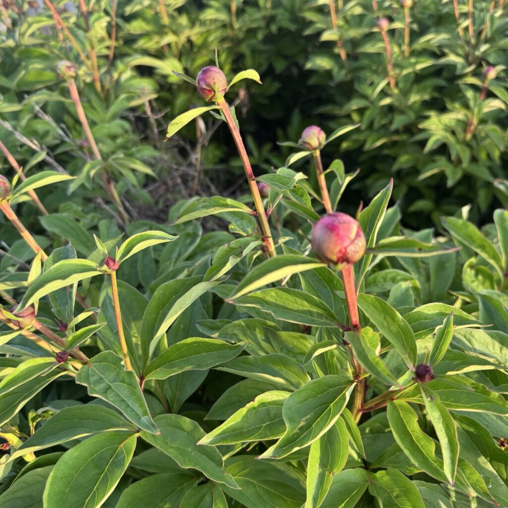 peony buds dont open