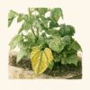 What Yellow Leaves Are Telling You About Your Garden