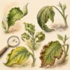 Curling Leaves: What Your Garden Is Trying to Tell You