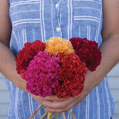 Celosia Chief Flower