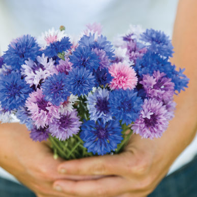Centaurea Bachelors Button